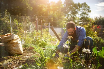 A man gardening for engagement and outdoor exposure as part of social prescribing.